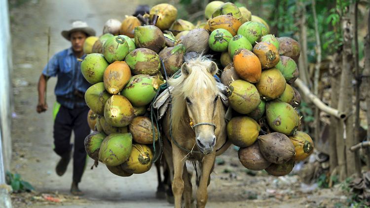 Kokosnüsse beziehungsweise Kokosmilch: Unverzichtbar für die indonesische Küche.