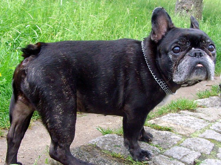 Auch Hunde bekommen im Alter weiße Haare.