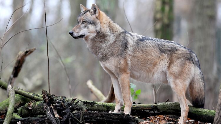 Zu Beginn des 20.Jahrhunderts war der Wolf  in Deutschland noch ausgerottet.