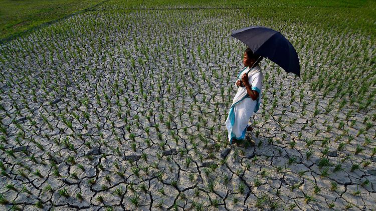 Eine indische Bäuerin auf ihrem dürregeplagten Feld in Assam.