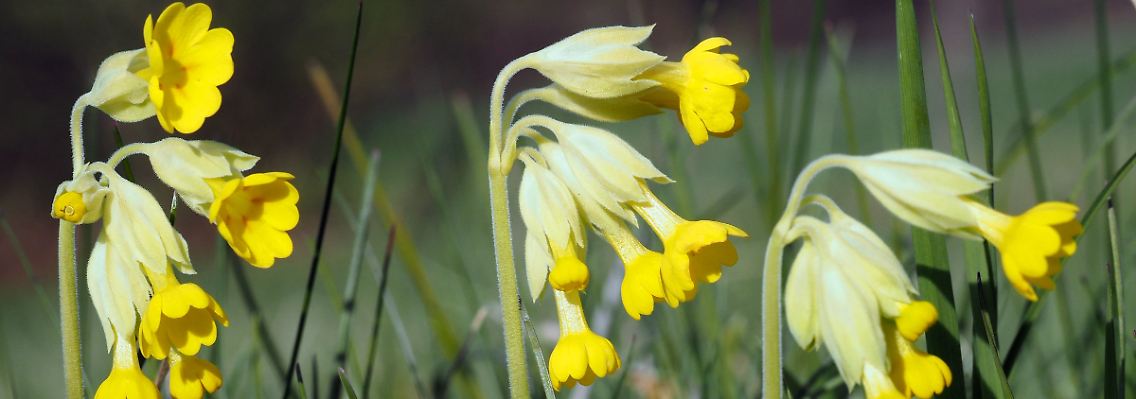 Die Wiesen-Schlüsselblume.