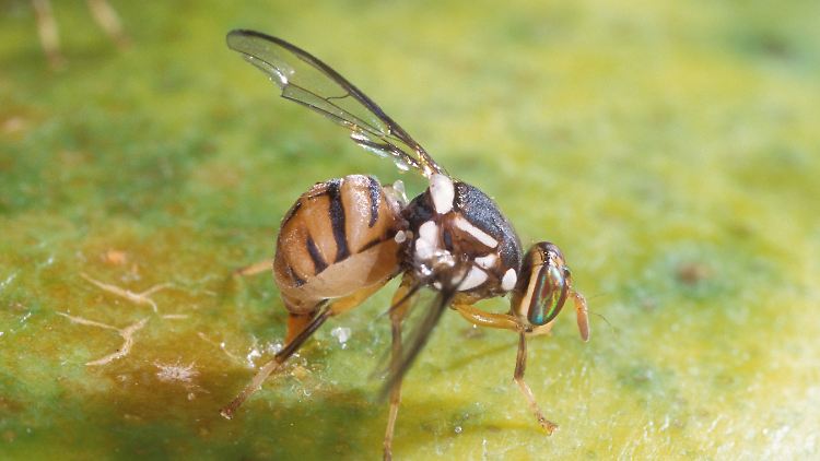 Bactrocera dorsalis, die Orientalische Fruchtfliege.