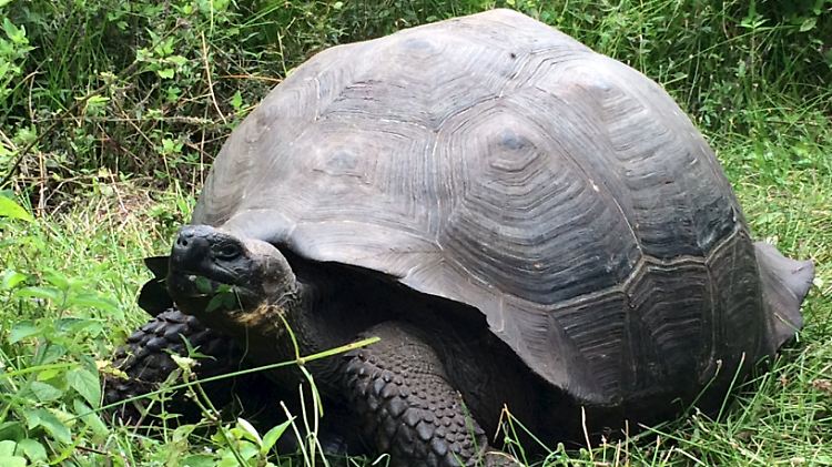 Mit der neuen Entdeckung steigt die Zahl der bekannten Unterarten der Riesenschildkröten auf den Galápagos-Inseln auf 15.