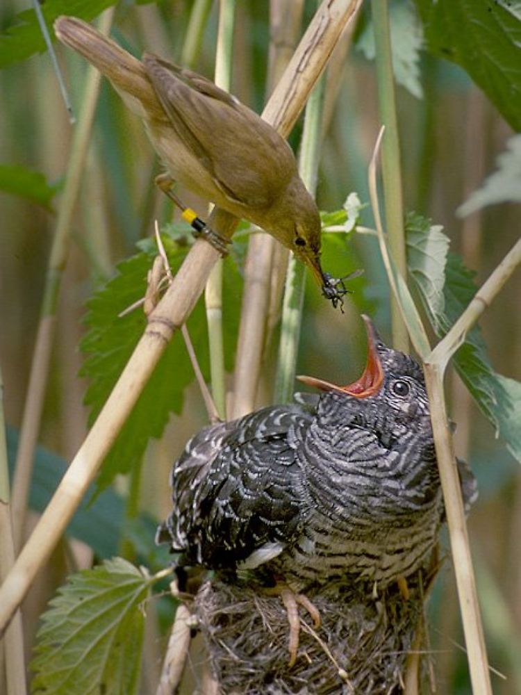 Der junge Kuckuck ist manchmal größer als seine Zieheltern, wie hier der Teichrohrsänger.