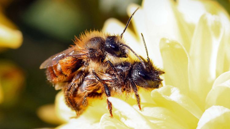 Anhand von Vibrationssignalen können Bienen die Herkunft des Männchens identifizieren.
