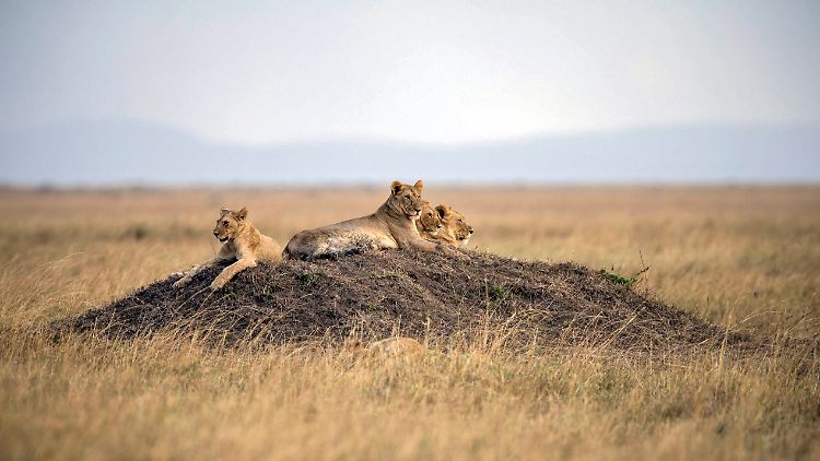 WWF: "Löwen leiden stark unter dem zunehmenden Verlust ihrer Lebensräume durch den Menschen."