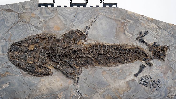 Exemplar des fossilen Amphibs Sclerocephalus aus der Sammlung des Museums für Naturkunde Berlin