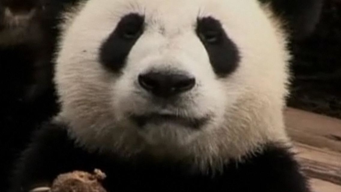 panda Kopie.jpg