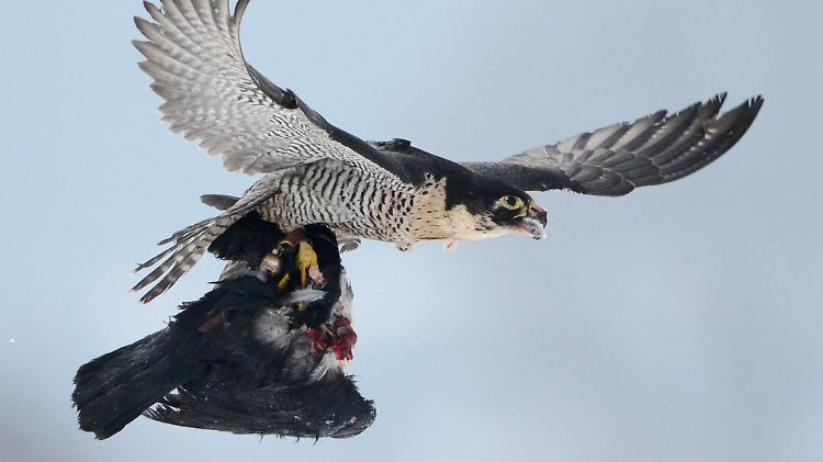 Ein Wanderfalke (Falco peregrinus) mit seiner Beute.