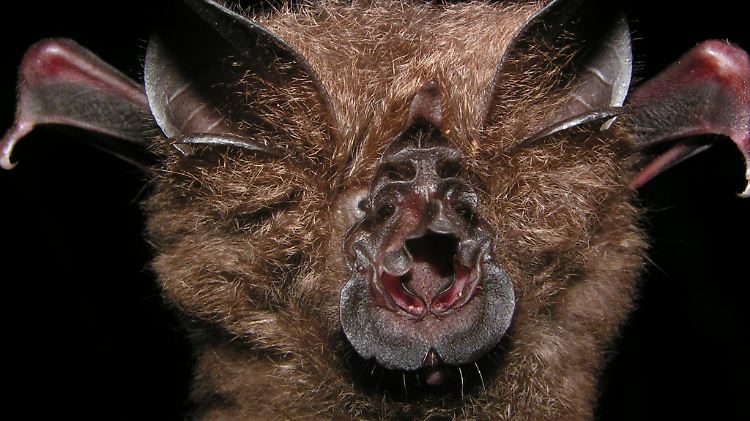 Eine Fledermaus Rhinolophus francisi thailandicus, die im Westen Thailands gefunden wurde. Sie ist verwandt mit einer seit 30 Jahren eingelegten Fledermaus im Londoner Natural History Museum, die sich als Vertreterin einer bisher nicht bekannten Art entpuppt hat.