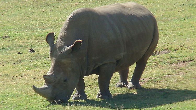 Ein nördliches Breitmaulnashorn im Zoo von San Diego, USA. In freier Wildbahn gibt es nur noch fünf dieser Tiere.
