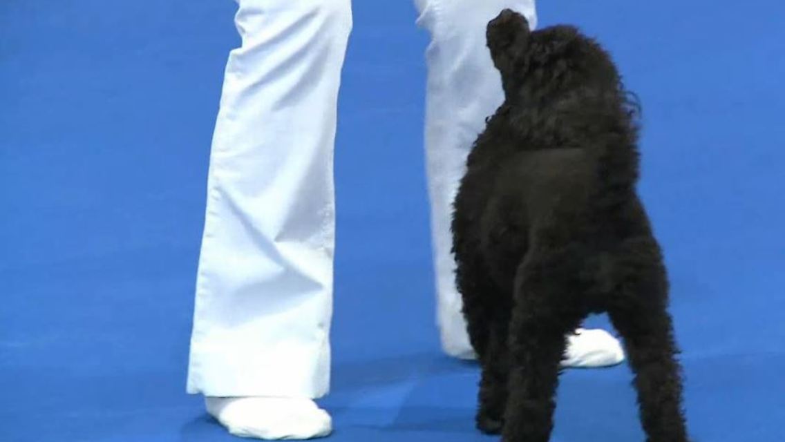 hundetanz.JPG