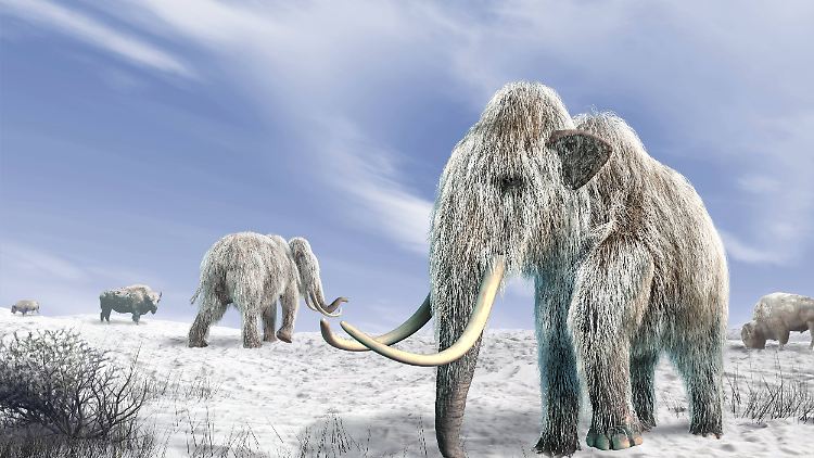 Das Mammut könnte als "Öko-Polizei" in der Tundra fungieren.