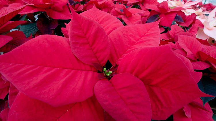 Ein Weihnachtsstern in einem Gewächshaus der Bayerischen Landesanstalt für Weinbau und Gartenbau (LWG) in Veitshöchheim. Dort hat man sich der Erforschung dieser Pflanze verschrieben.