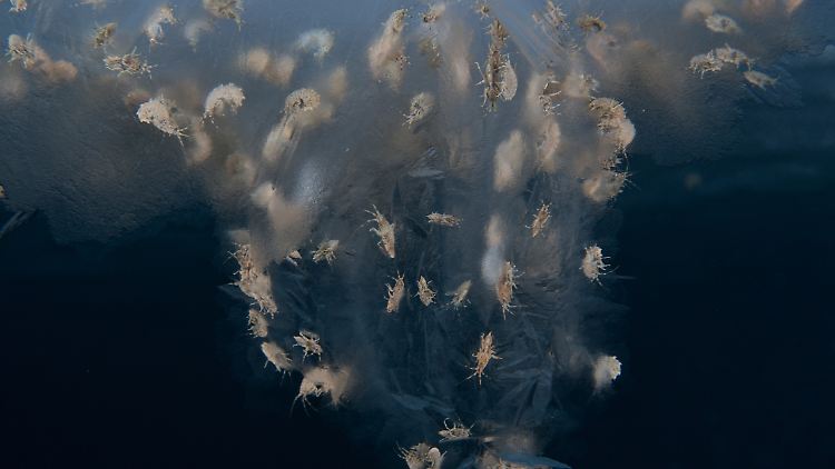 Wie sich beim "Census of Marine Life" herausstellte, sind auch die Polarmeere keine eiskalten Todeszonen, sondern voller Leben. Hier schwimmen Sandflöhe unter einer Eisschicht im Beaufortsee vor der Küste Alaskas.