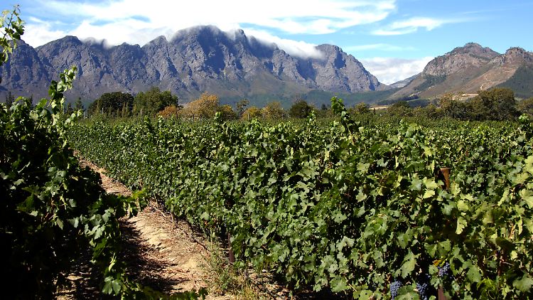 Ein Weinhang nahe der Ortschaft Franschhoek am Fußeder Hex Mointains östlich von Kapstadt.