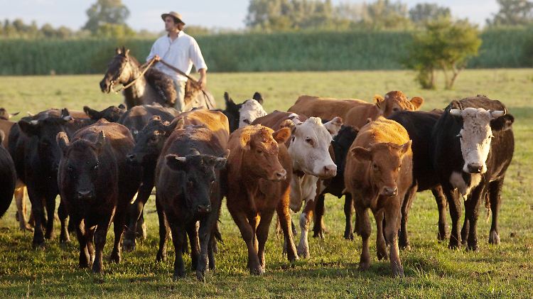 Rinderherde in Argentinien: Seit 1958 ist der Rindfleischkonsum pro Kopf in Argentinien von 98,4 auf 59,8 Kilogramm im Jahr geschrumpft.
