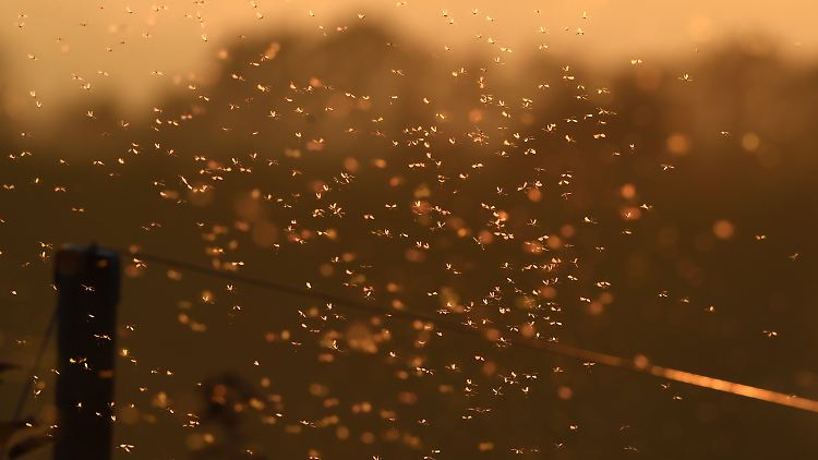 Hunderte Mücken schwirren an einem warmen Herbsttag kurz nach Sonnenuntergang durch die Luft.