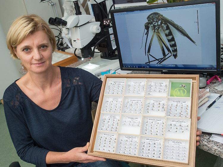 Die Biologin Doreen Walther im Leibniz-Zentrum für Agrarlandschaftsforschung in Müncheberg mit einer Sammlung von Mücken. Auf dem Monitor ist eine Mücke der Art "latl. ochlerotatus geniculatus" zu sehen.