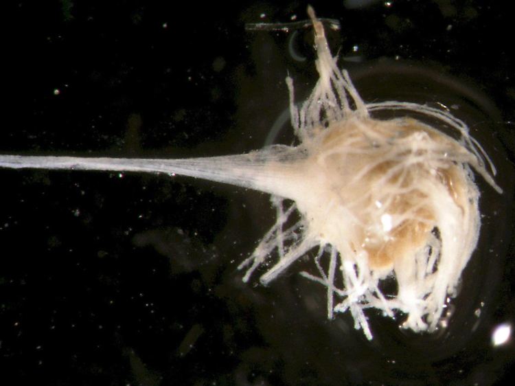 Dieser fleischfressende Schwamm, ein Zentimeter im Durchmesser, gehört zu den bisher unbekannten Lebewesen, die die Forscher im Meer entdeckten.