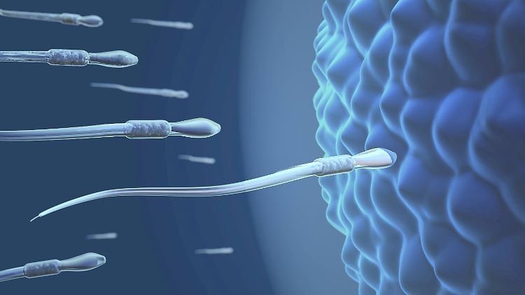 Viele kurze Spermien sind meist erfolgreicher als wenige lange.