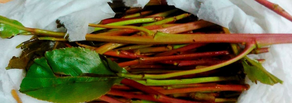 Khat wirkt euphorisierend - und wird vor allem im Nahen Osten und in Afrika angebaut.