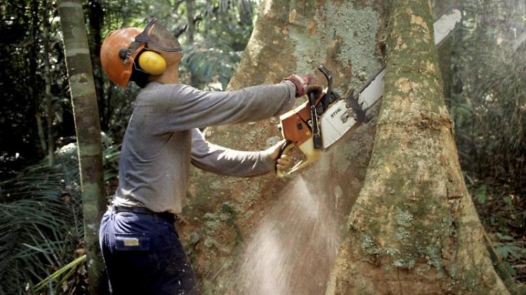 Abholzung am Amazonas: Jedes Jahr verschwinden 13 Millionen Hektar Wald – das entspricht in etwa der Fläche Griechenlands.