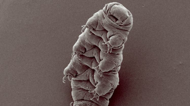 Bärtierchen entzücken und überraschen selbst Wissenschaftler. 
