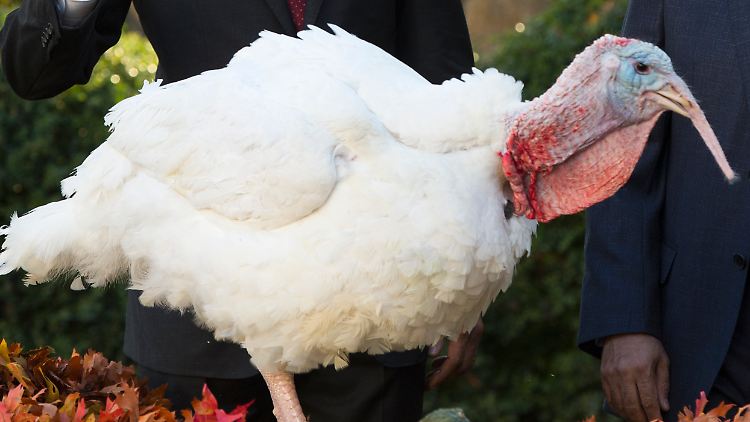 An Thanksgiving kommt traditionell Truthahn auf den Tisch. Dieser aber nicht, Obama hatte ihn begnadigt.