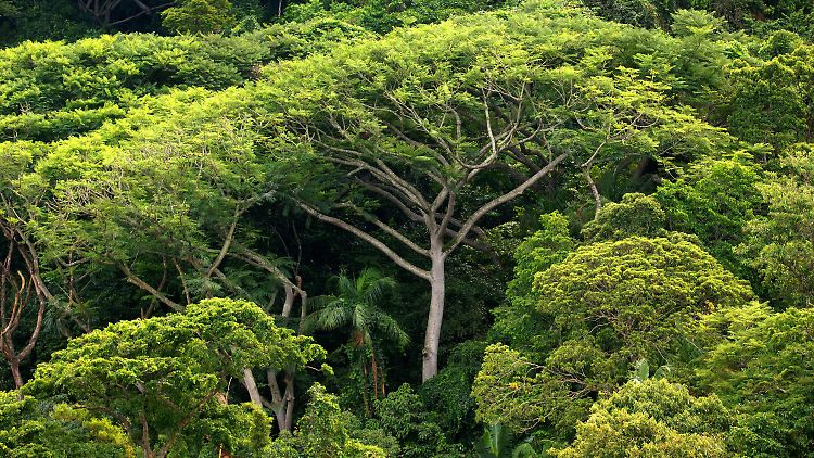 Dichter atlantischer Regenwald auf der Ilha do Cardoso im brasilianischen Bundesstaat Sao Paulo.