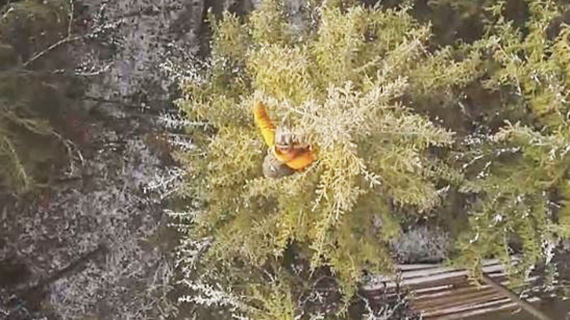 Zapfenpflücker.JPG