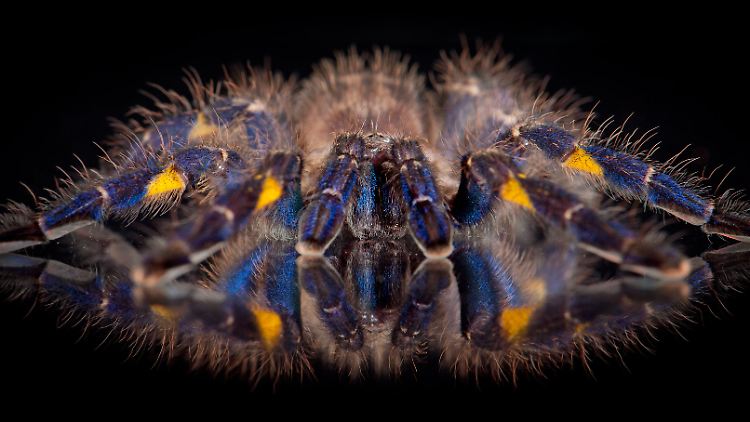 Aufnahme einer Ornamentvogelspinne (Poecilotheria metallica) - die Art ist stark bedroht in ihrem Bestand.