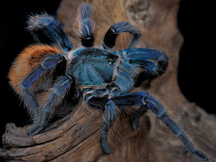 Chromatopelma cyaneopubescens (Cyanblaue Venezuela-Vogelspinne) auf einem Ast.