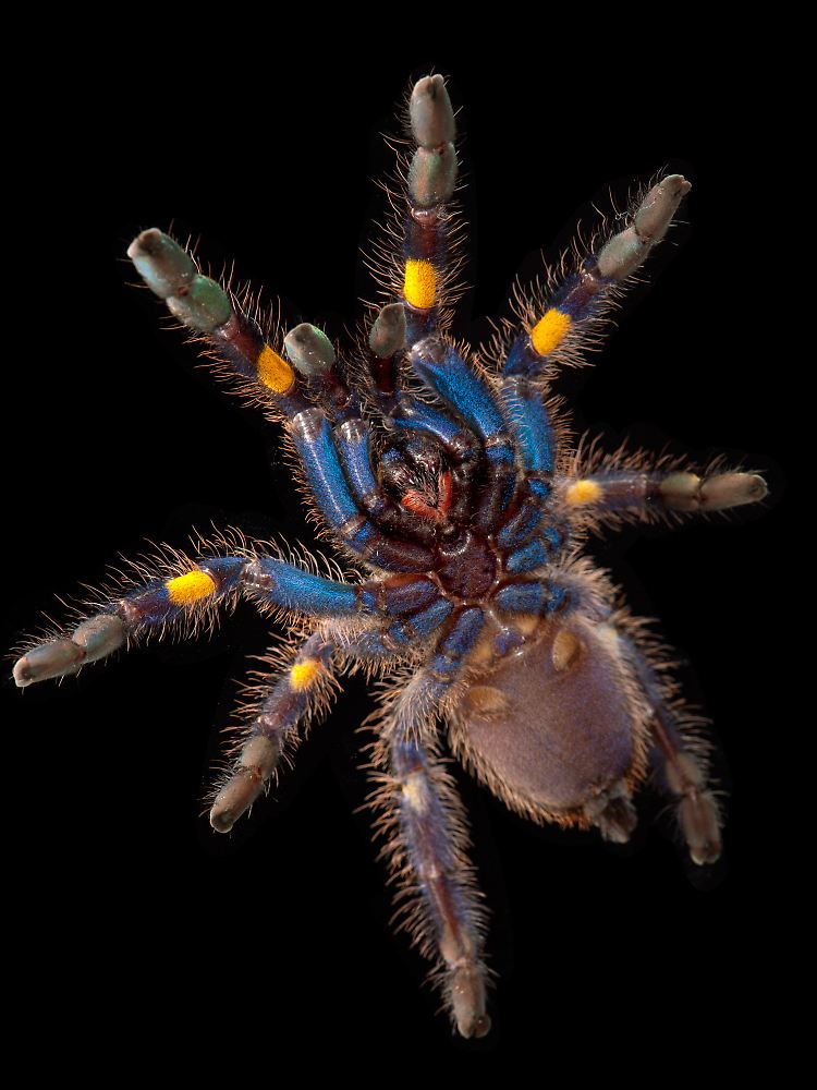 Eine Ornamentvogelspinne (Poecilotheria metallica) von unten. Teile der Beine sind metallicblau.
