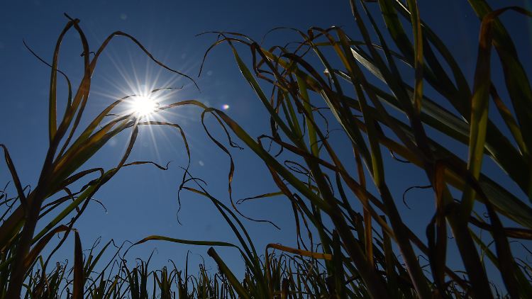 Die Hitze wird zu Ernteausfällen führen. 95.000 Kinder, so die Prognosen, werden zwischen 2030 und 2050 an Unterernährung sterben.