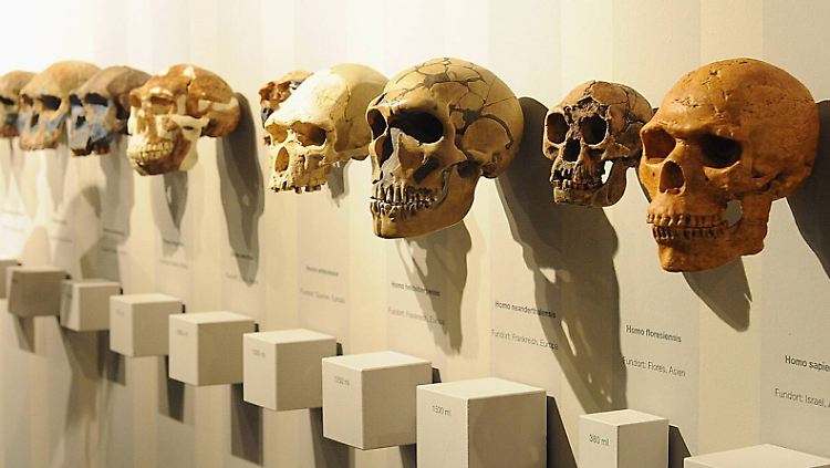 Millionen Jahre der Evolution haben den Menschen bereits verändert - wie geht es weiter?