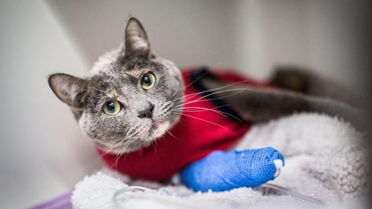 Besitzer sind auch für freilaufende Haustiere verantwortlich. 