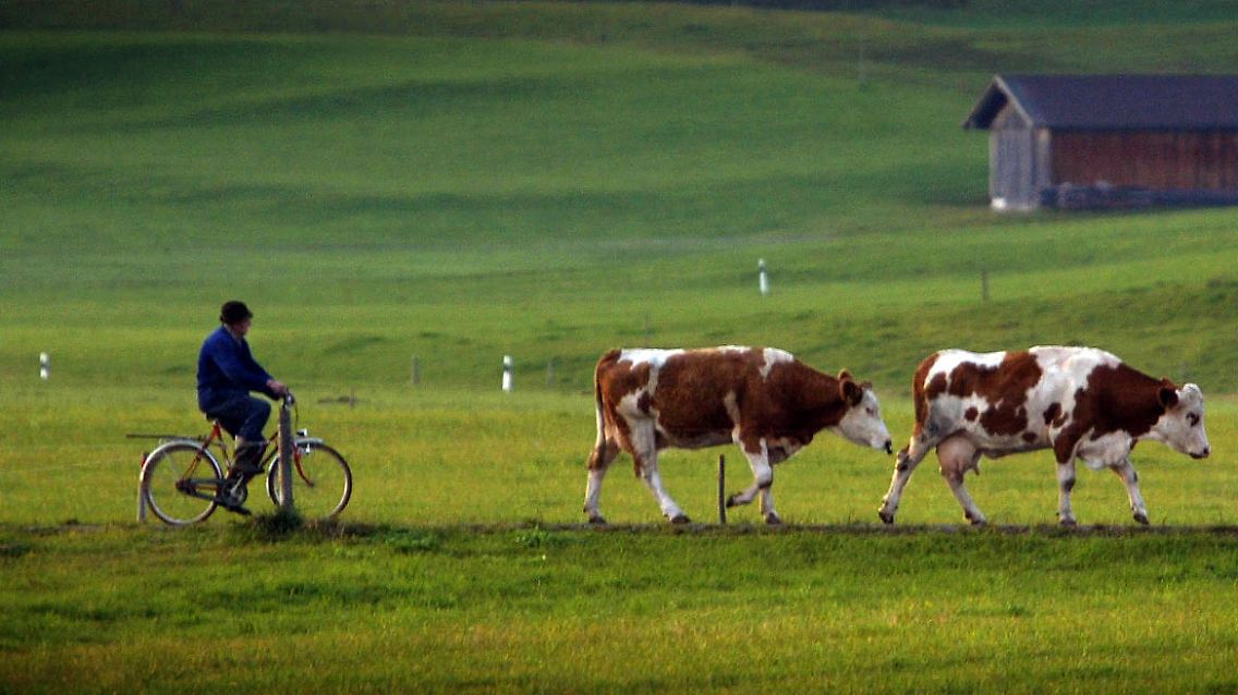 Kühe.jpg