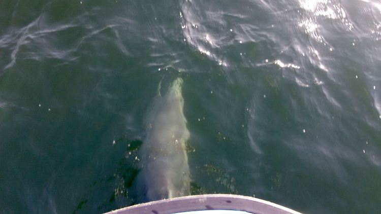 Ein Delfin in der Ostsee vor einem Boot der Fischereiaufsicht Wismar (Bild vom 1. Dezember)