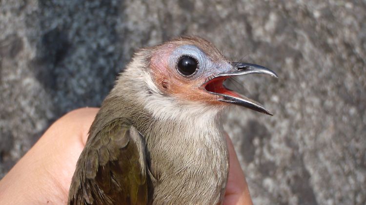 Er hört auf den Namen Pycnonotus hualon: der glatzköpfige Singvogel, der die erstaunliche Artenvielfalt des Mekong-Gebietes bereichert.