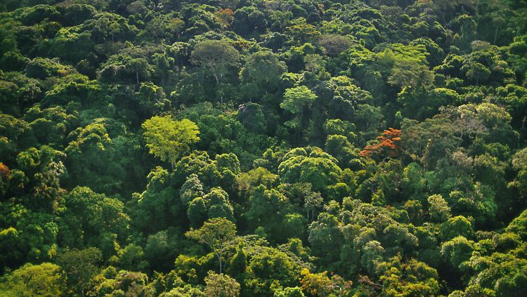Der neue Wald soll große Mengen CO2 aus der Atmosphäre aufnehmen. 
