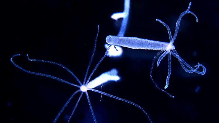 Der Süßwasserpolyp Hydra ist nicht einmal einen Zentimeter groß.