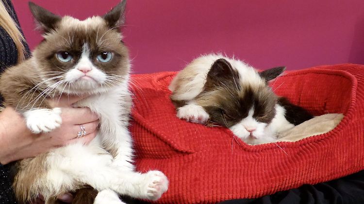 Ihre Nachbildung (r.) gefällt Grumpy Cat bestimmt auch nicht.