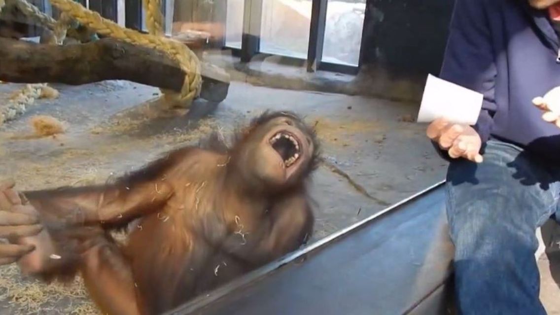affe1.JPG