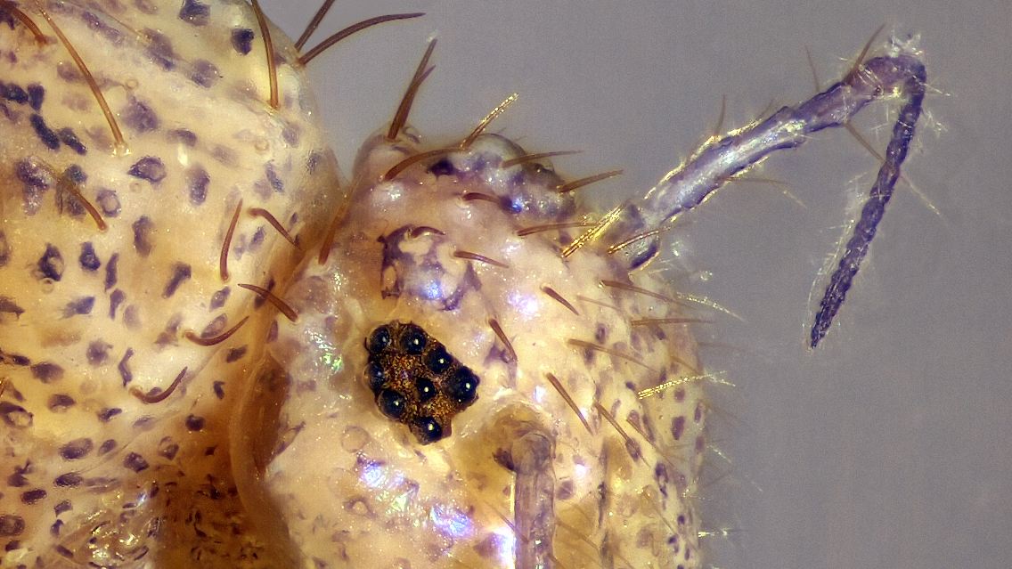 Vom großen Hecht zum winzigen Dunkelbraunen Kugelspringer ((Allacma fusca). Das Tier, das weder hübsch noch gefährdet ist, hat es trotzdem zum Insekt des Jahres geschafft. Warum?