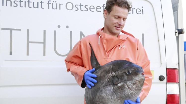 Die Mondfische, die träge Schwimmer sind, wurden vermutlich im November in die Ostsee gespült.