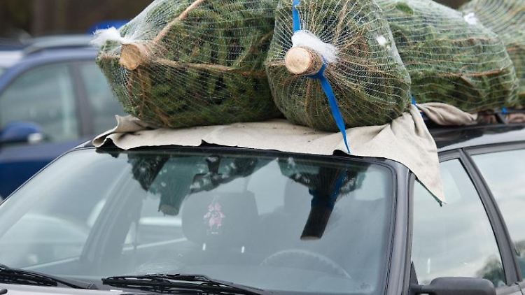 Wer seinen Weihnachtsbaum auf dem Autodach transportieren will, sollte ihn mit Spanngurten sichern. Foto: Patrick Pleul
