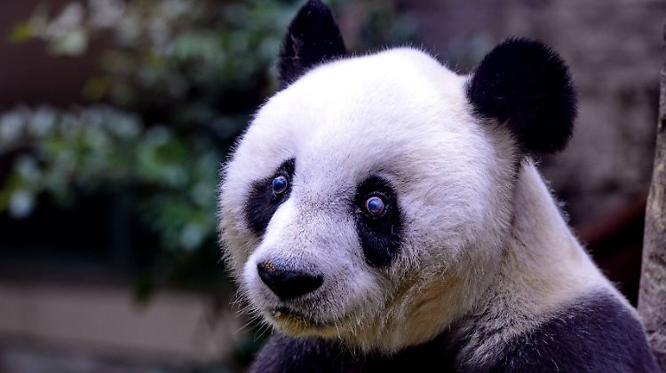 Wer kann diesem Blick widerstehen?