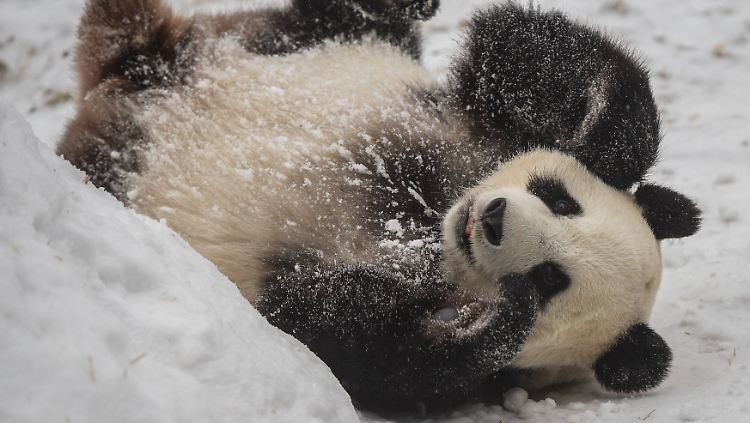 Pandas rollen sich nicht nur im Schnee, sondern auch, wenn ihnen der andere gefällt.