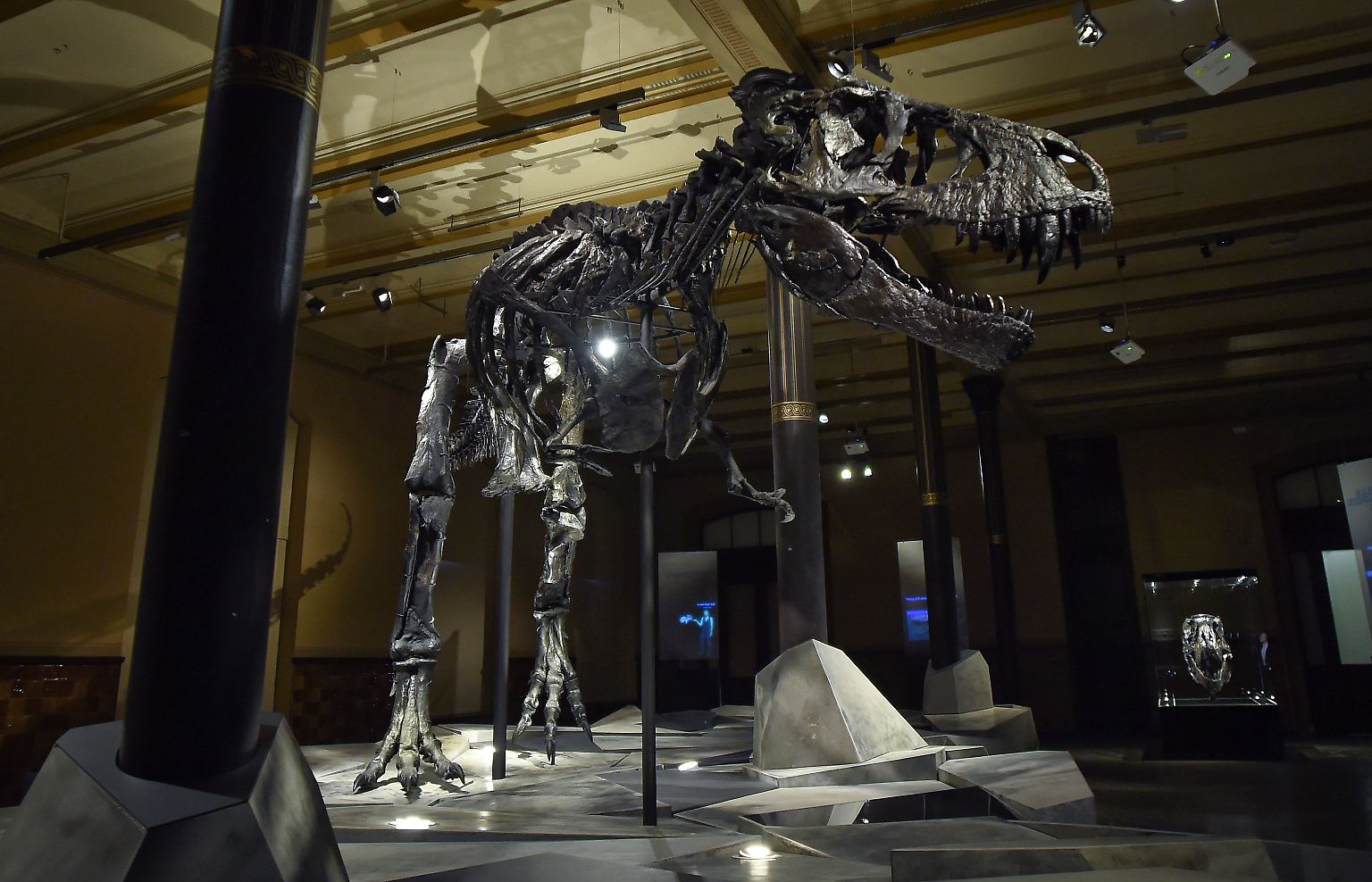 Da ist er, der neue König von Berlin: "Tristan Otto", etwa 66 Millionen Jahre alt.